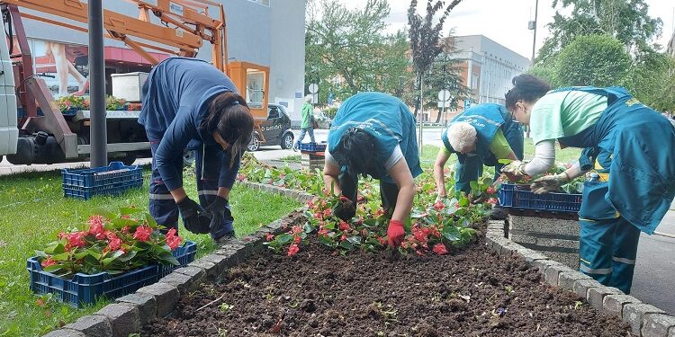 JKP Drugi oktobar: Služba zelenila spremila 30000 sadnica sezonskog cveća
